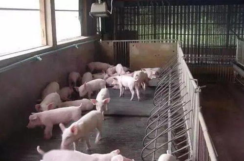 外購(gòu)仔豬進(jìn)場(chǎng)后,發(fā)病率高,怎么預(yù)防