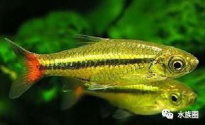 燈魚飼養(yǎng)全攻略 飼料篇