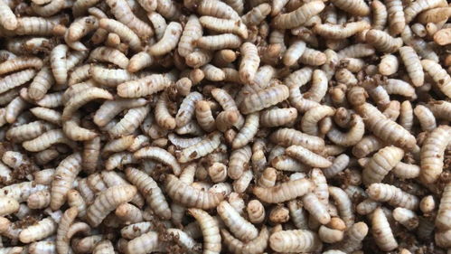 垃圾變廢為寶 黑水虻治理豬場糞污的巨大經(jīng)濟效益