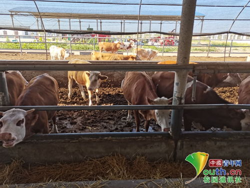 動科學子三下鄉(xiāng) 飼料科技助力養(yǎng)殖，青春服務三農(nóng)實踐