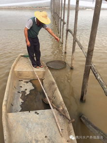 南美白對蝦養殖戶如何科學喂料，實現高效養殖