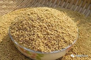 DIY自制釣鯽魚餌料配方 從入門到精通的飼料科學(xué)